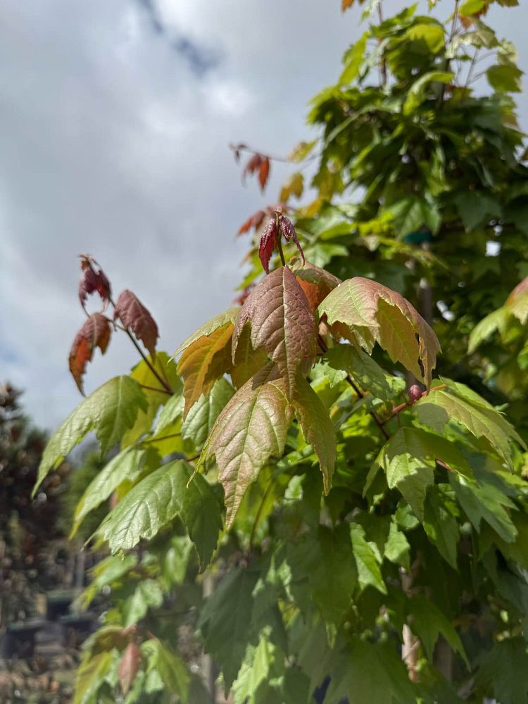 acer-rubrum-florida-flame-red-maple