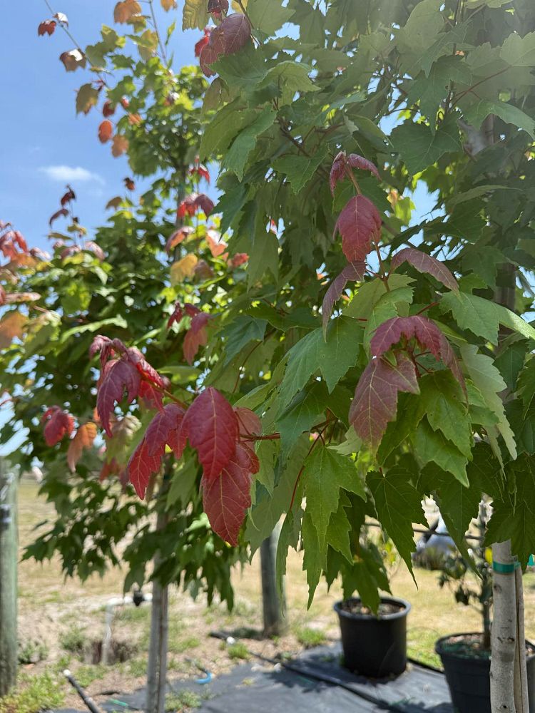 acer-rubrum-florida-flame-red-maple