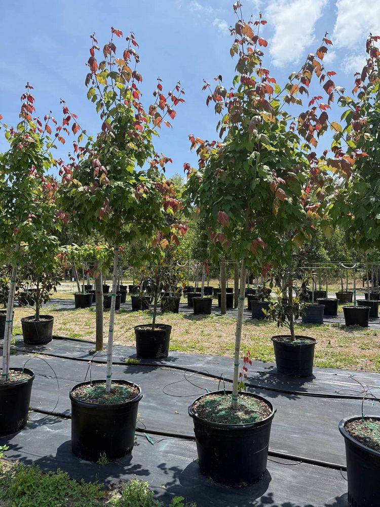 acer-rubrum-florida-flame-red-maple