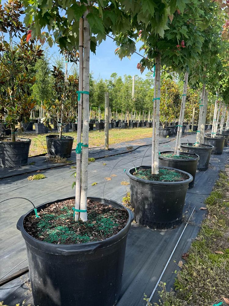 acer-rubrum-florida-flame-red-maple