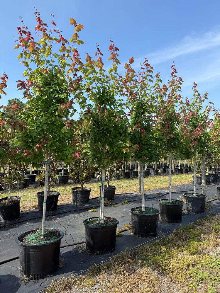 acer-rubrum-florida-flame-red-maple