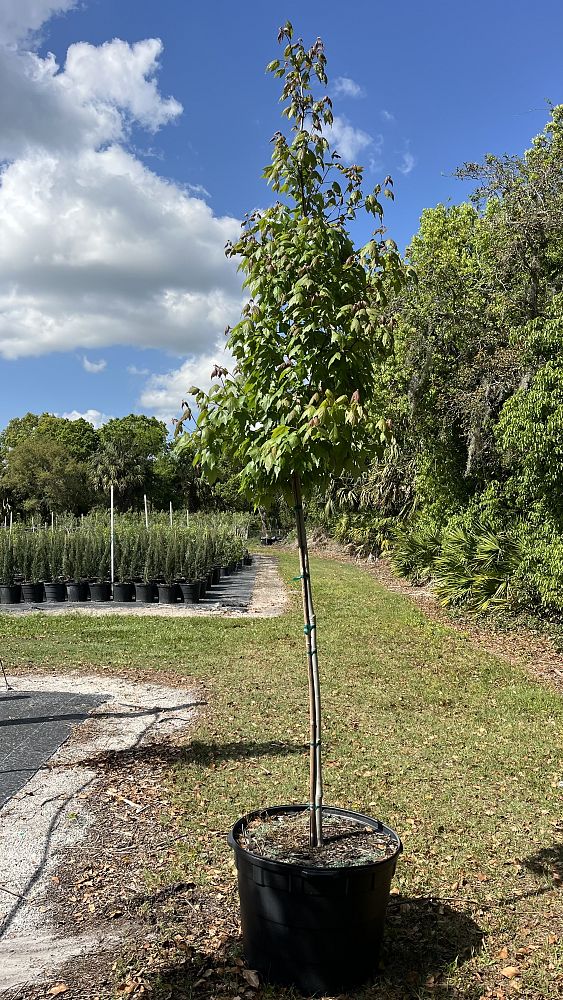 acer-rubrum-florida-flame-red-maple