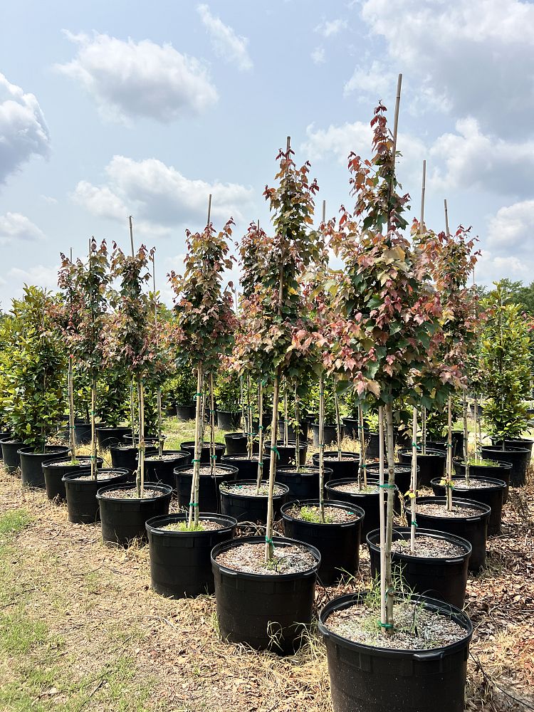 acer-rubrum-florida-flame-red-maple