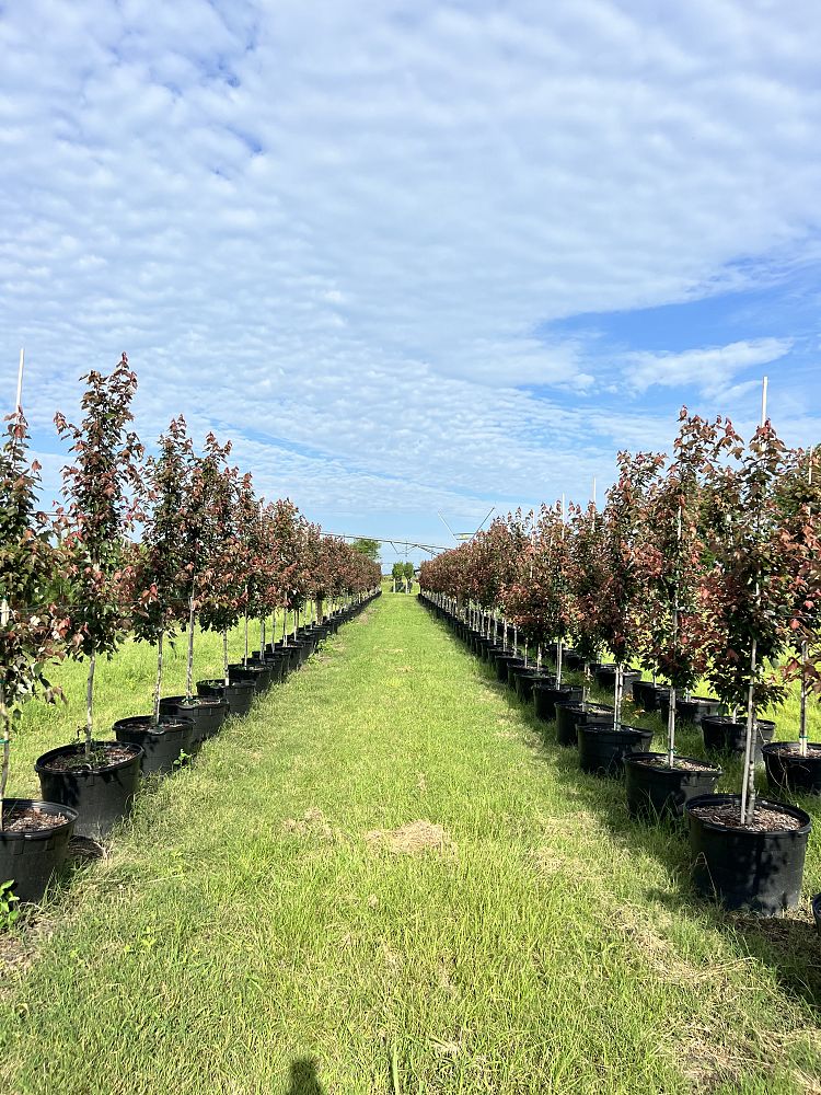 acer-rubrum-florida-flame-red-maple