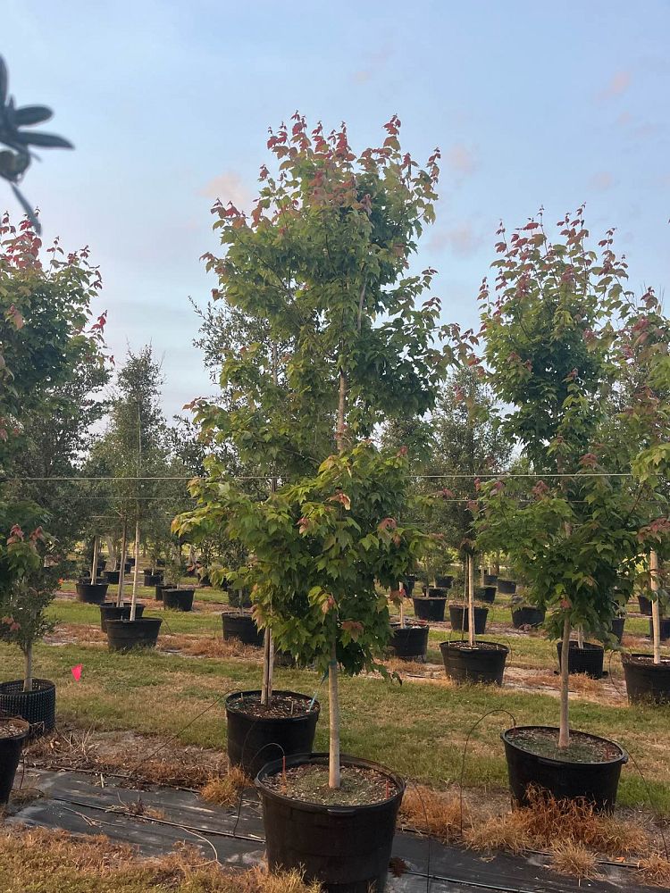 acer-rubrum-florida-flame-red-maple