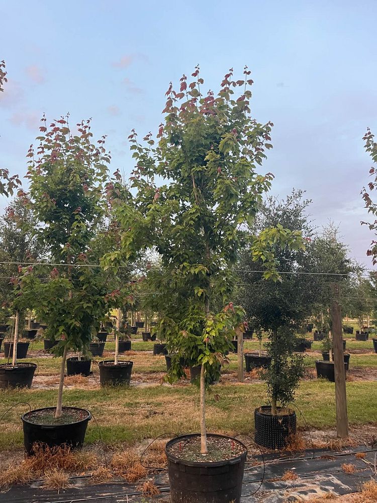 acer-rubrum-florida-flame-red-maple