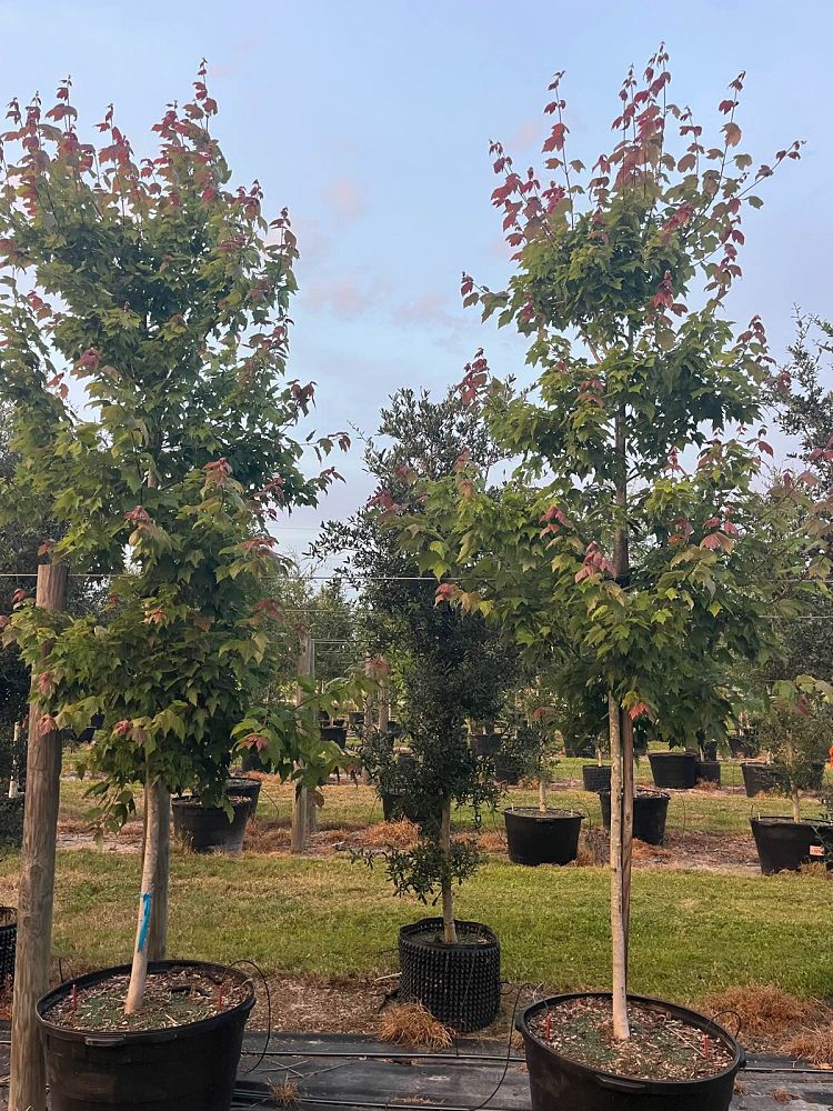 acer-rubrum-florida-flame-red-maple