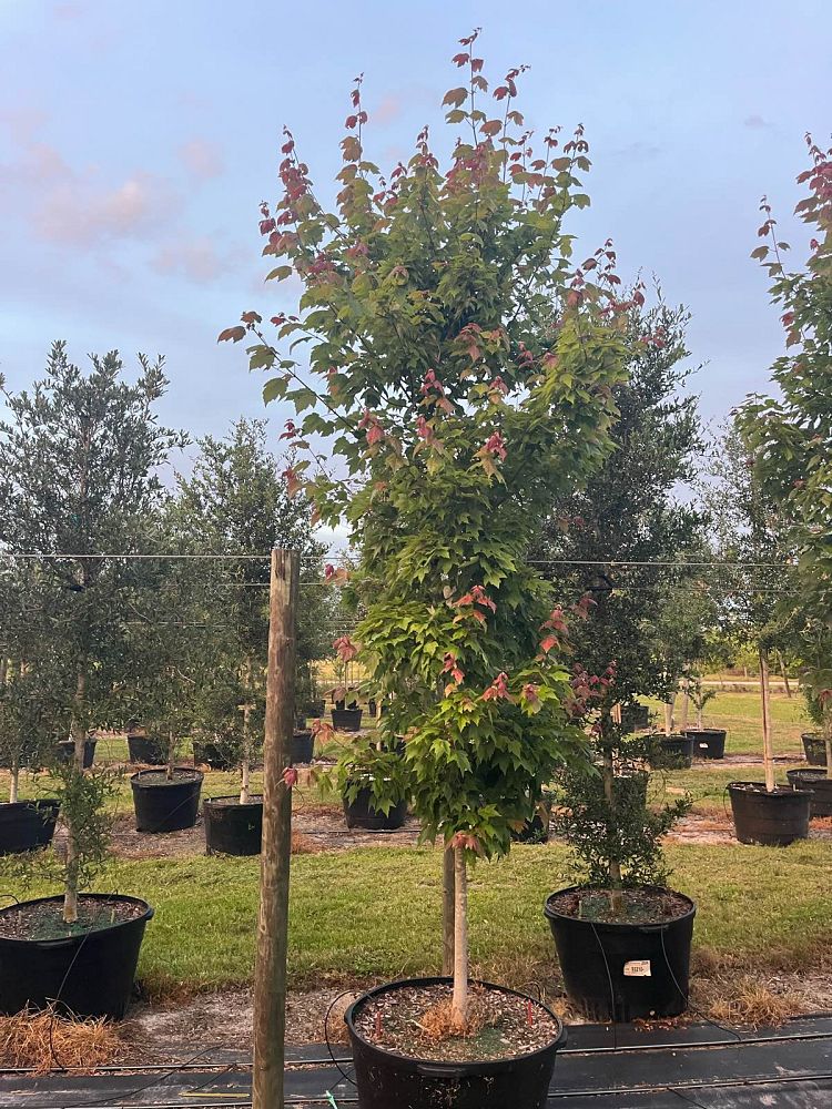 acer-rubrum-florida-flame-red-maple