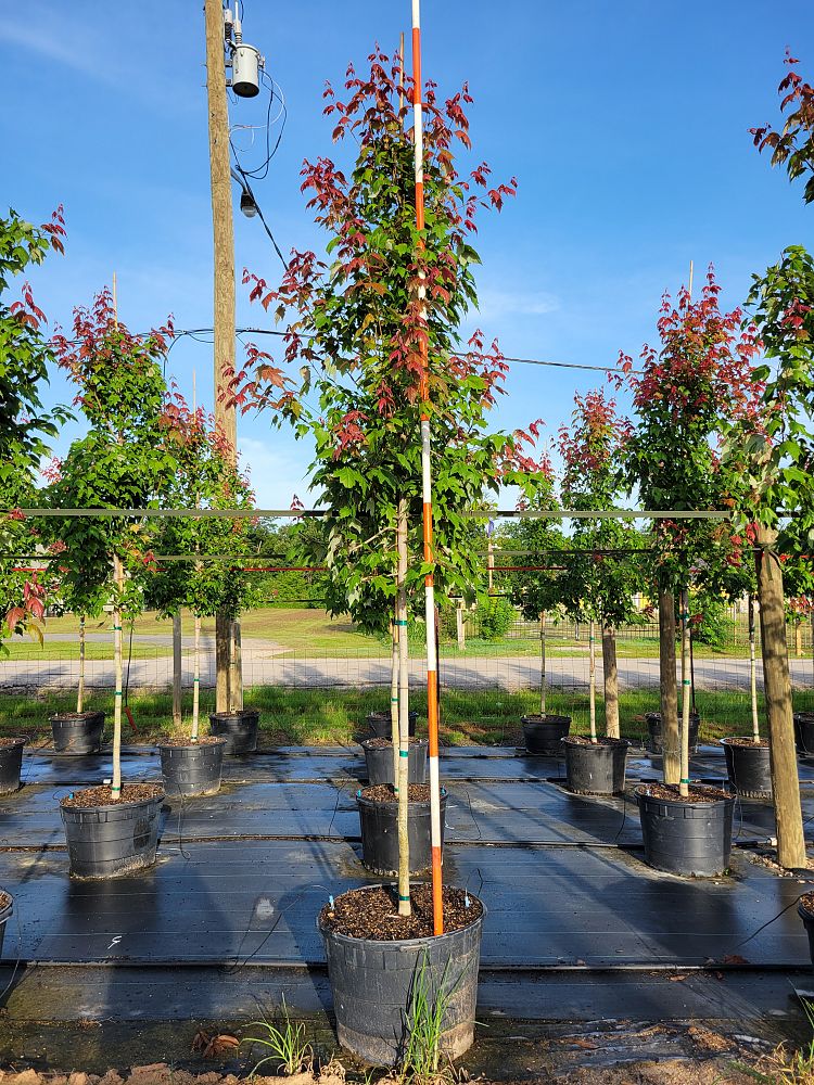 acer-rubrum-florida-flame-red-maple