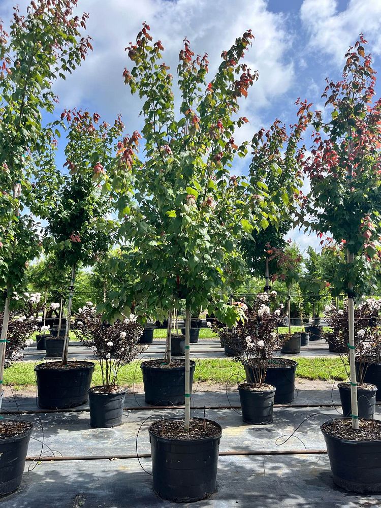 acer-rubrum-florida-flame-red-maple