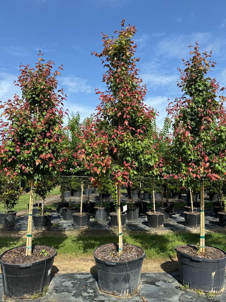 acer-rubrum-florida-flame-red-maple
