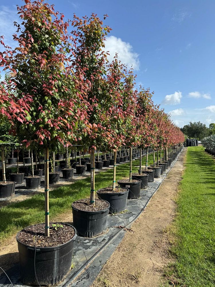 acer-rubrum-florida-flame-red-maple