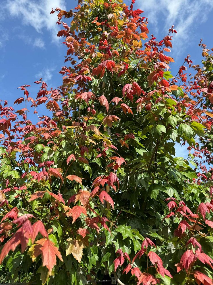acer-rubrum-florida-flame-red-maple
