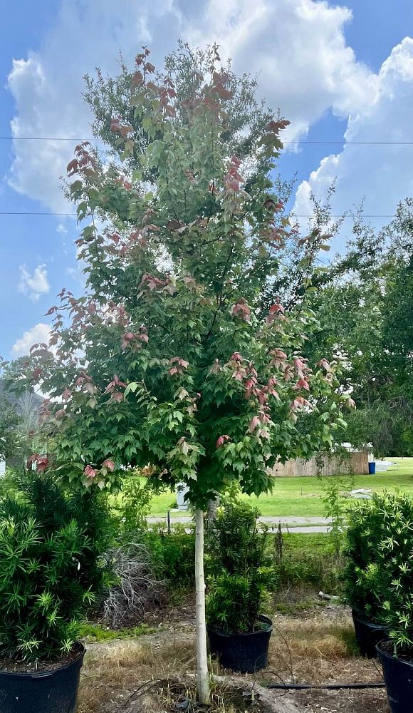 acer-rubrum-florida-flame-red-maple