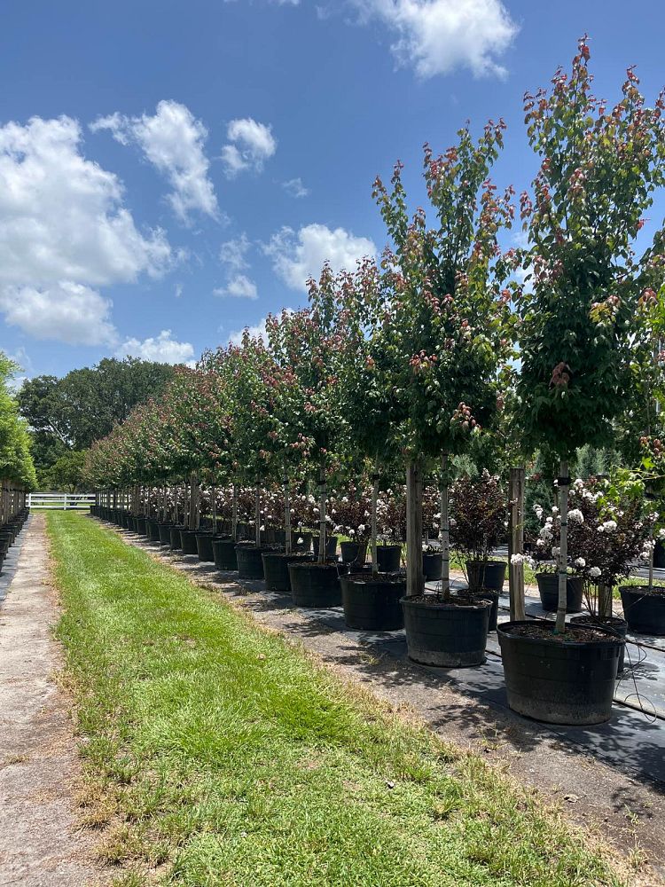 acer-rubrum-florida-flame-red-maple