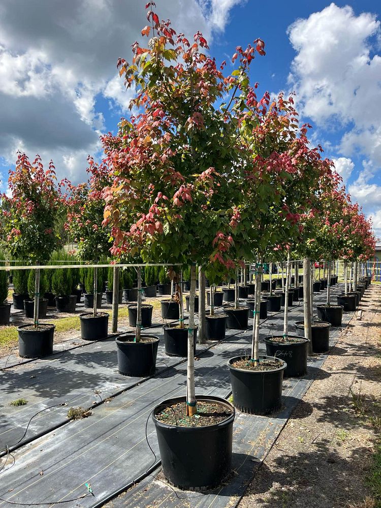 acer-rubrum-florida-flame-red-maple