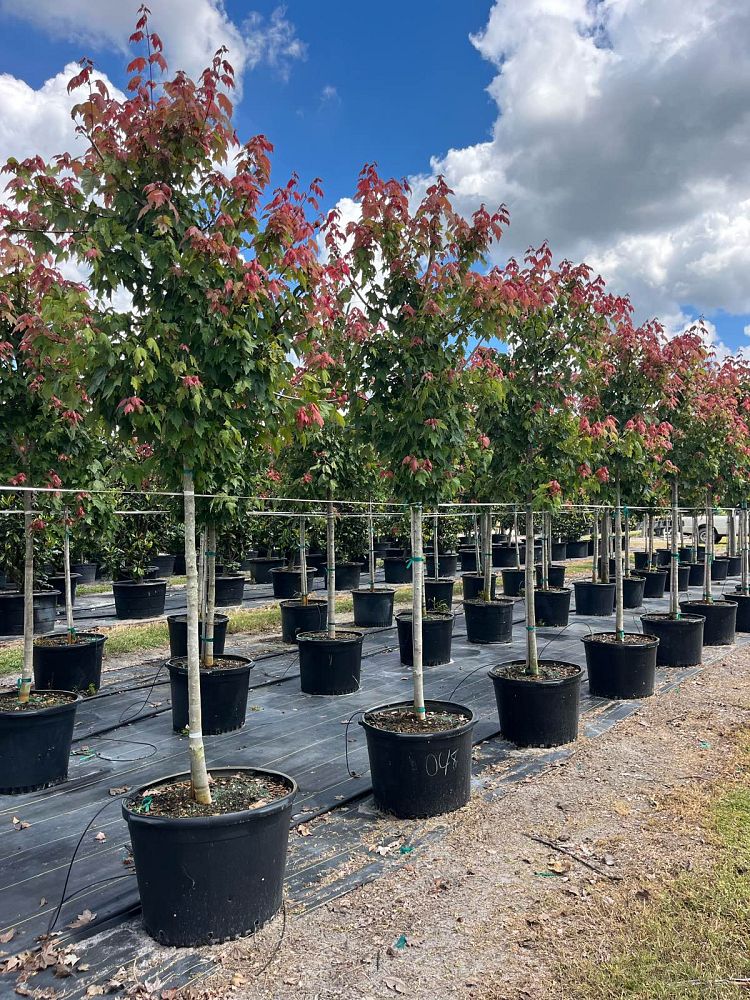 acer-rubrum-florida-flame-red-maple