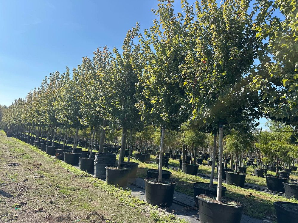 acer-rubrum-florida-flame-red-maple