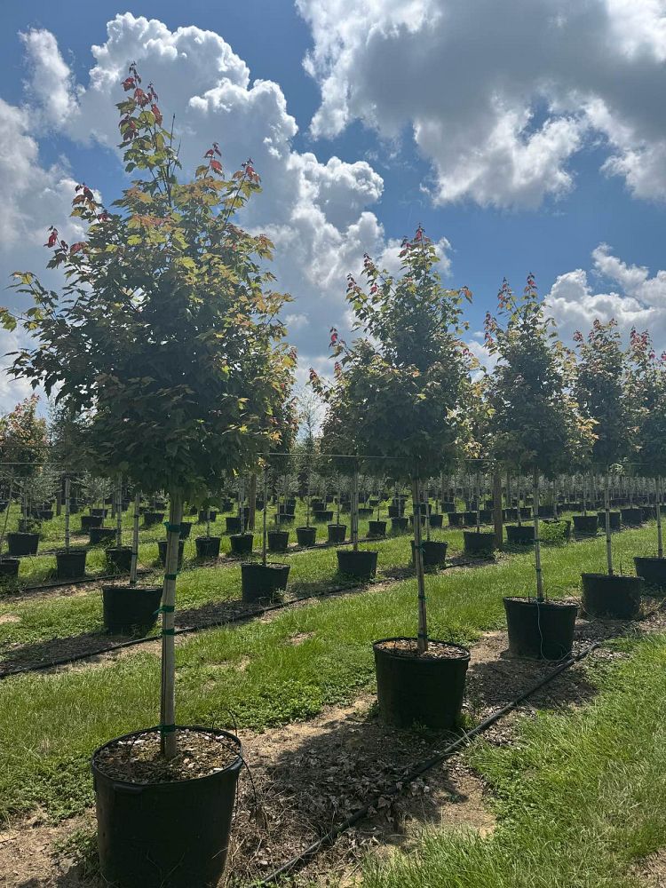acer-rubrum-florida-flame-red-maple