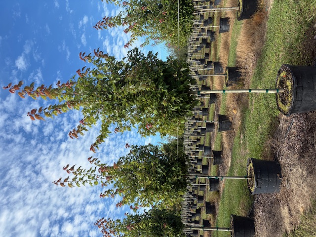 acer-rubrum-florida-flame-red-maple