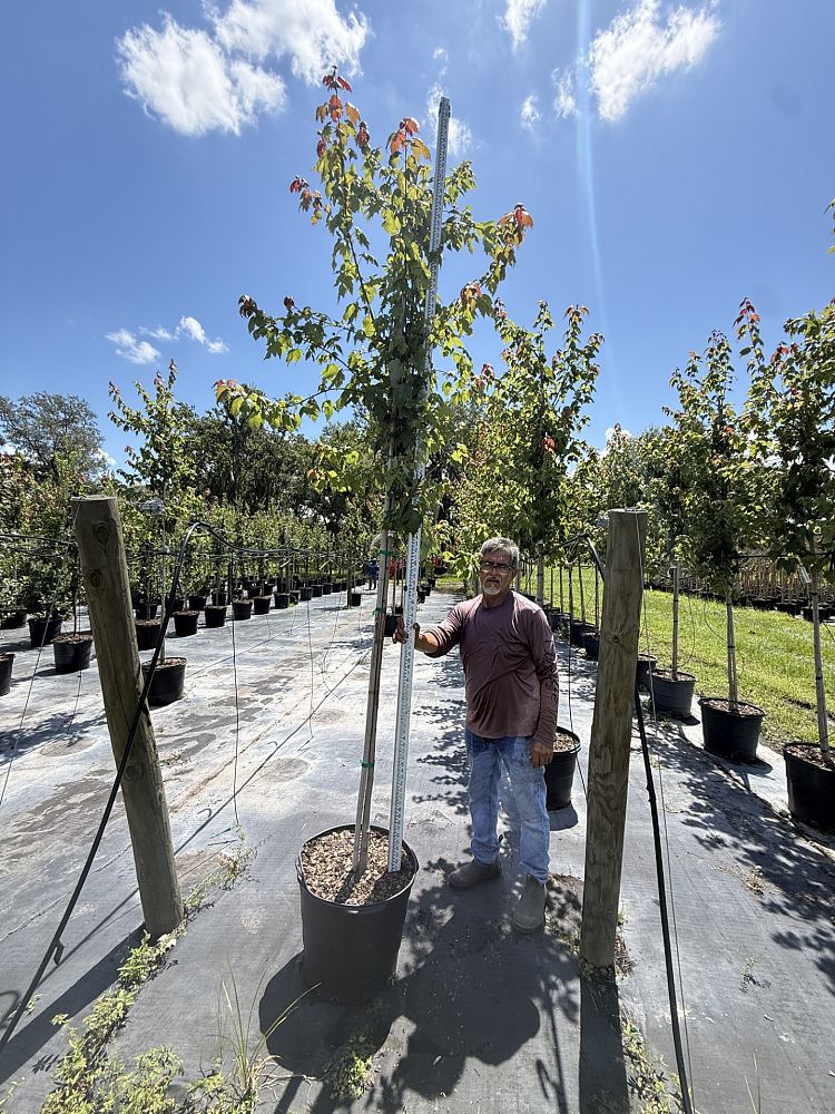 acer-rubrum-florida-flame-red-maple