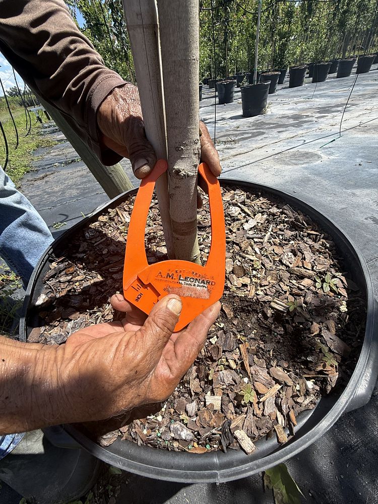acer-rubrum-florida-flame-red-maple