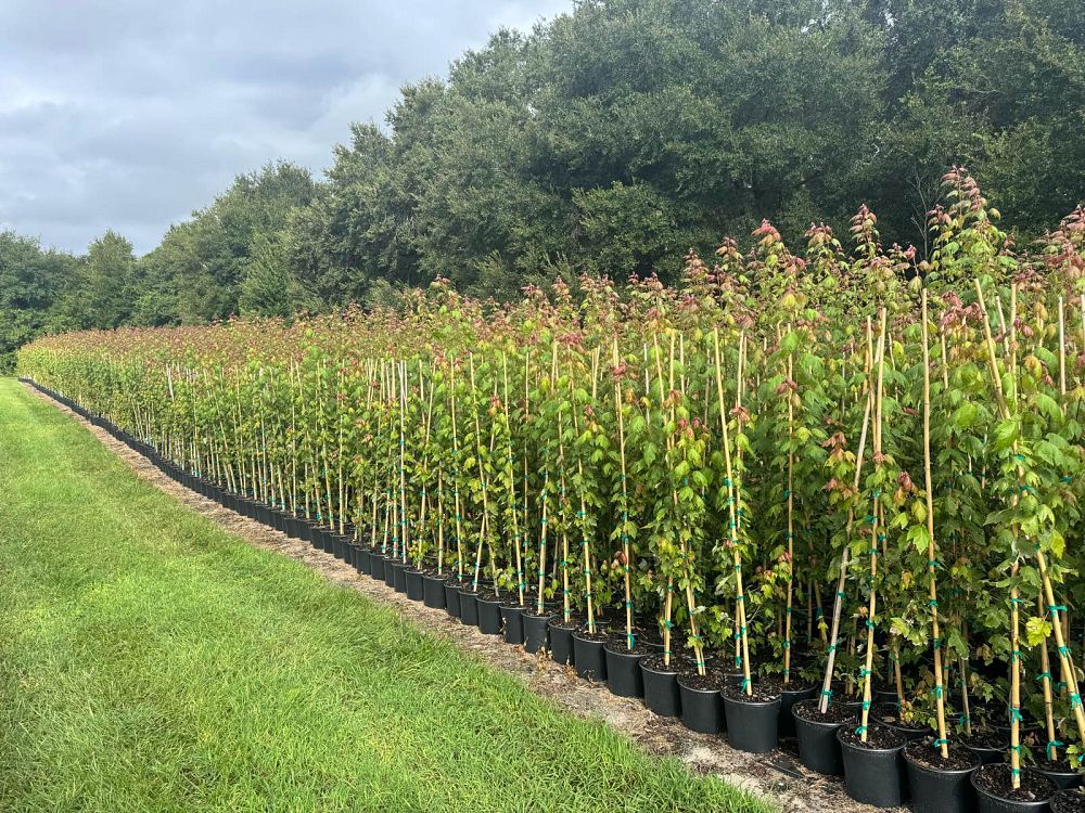 acer-rubrum-florida-flame-red-maple