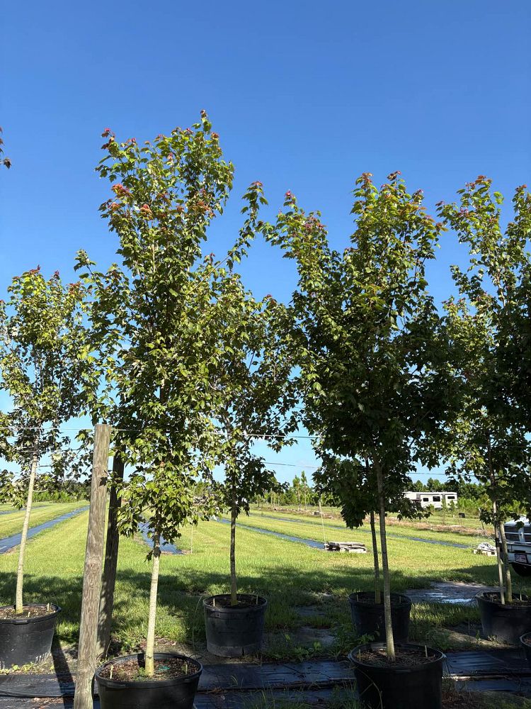 acer-rubrum-florida-flame-red-maple