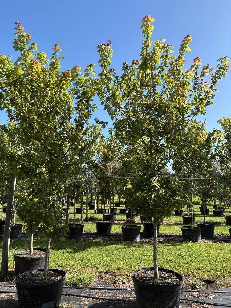 acer-rubrum-florida-flame-red-maple