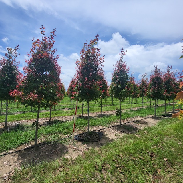 acer-rubrum-florida-flame-red-maple