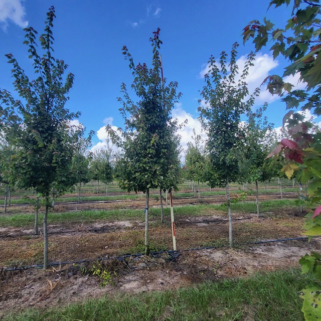 acer-rubrum-florida-flame-red-maple