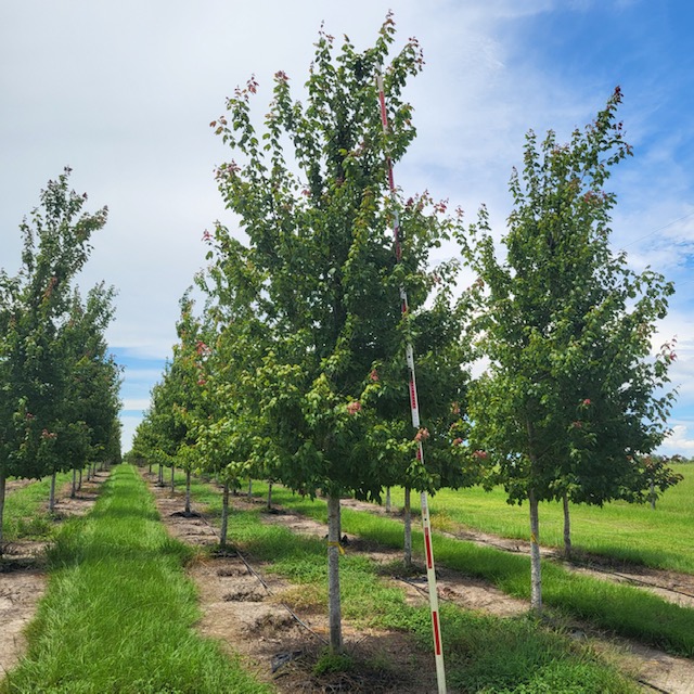 acer-rubrum-florida-flame-red-maple