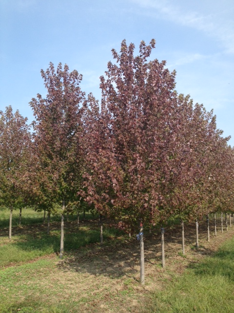 acer-rubrum-frank-jr-redpointe-reg-maple