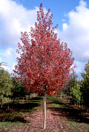 acer-rubrum-frank-jr-redpointe-reg-maple