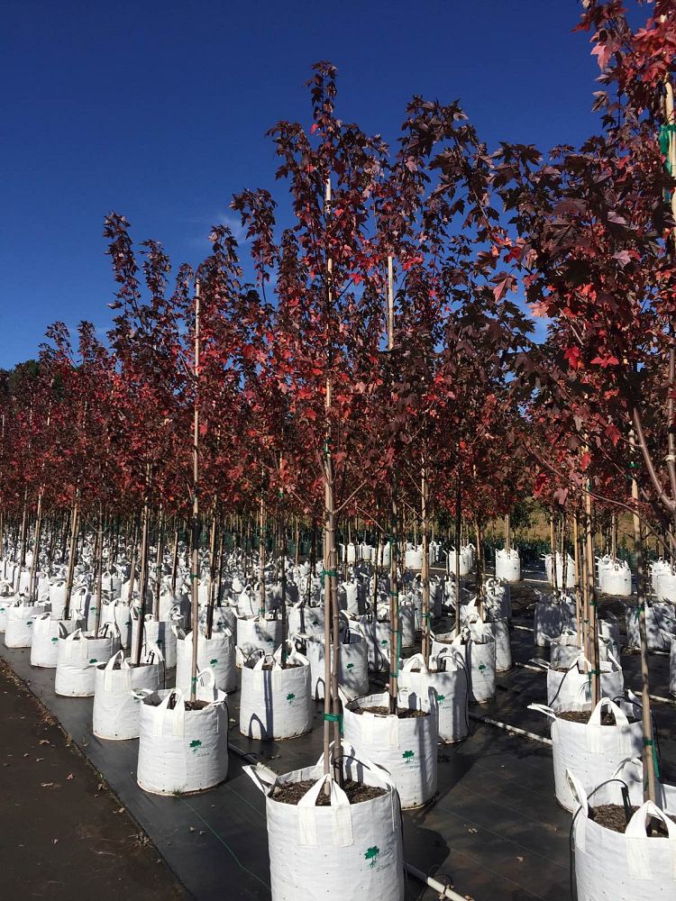 acer-rubrum-frank-jr-redpointe-reg-maple