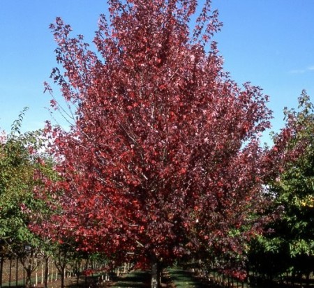 acer-rubrum-frank-jr-redpointe-reg-maple