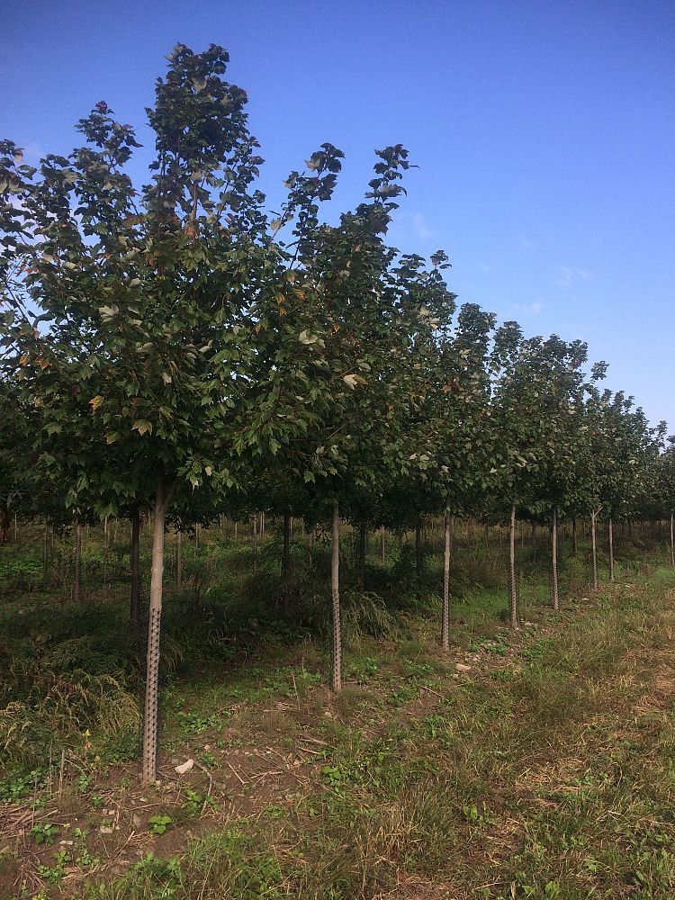 acer-rubrum-frank-jr-redpointe-reg-maple