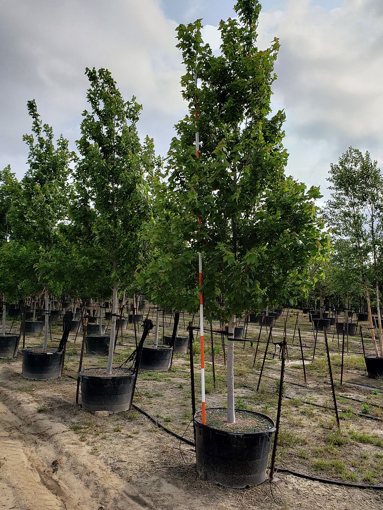 acer-rubrum-frank-jr-redpointe-reg-maple