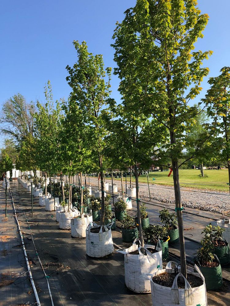 acer-rubrum-frank-jr-redpointe-reg-maple