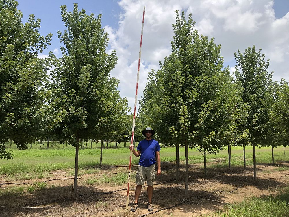 acer-rubrum-frank-jr-redpointe-reg-maple