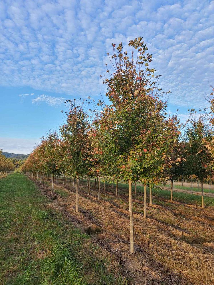 acer-rubrum-frank-jr-redpointe-reg-maple