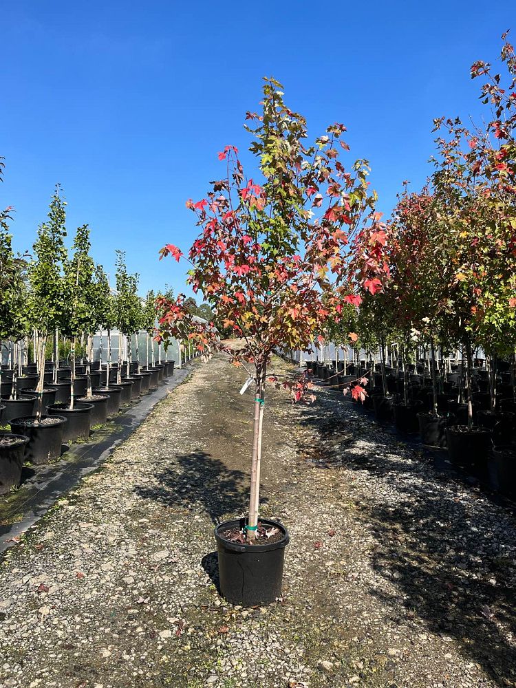 acer-rubrum-frank-jr-redpointe-reg-maple