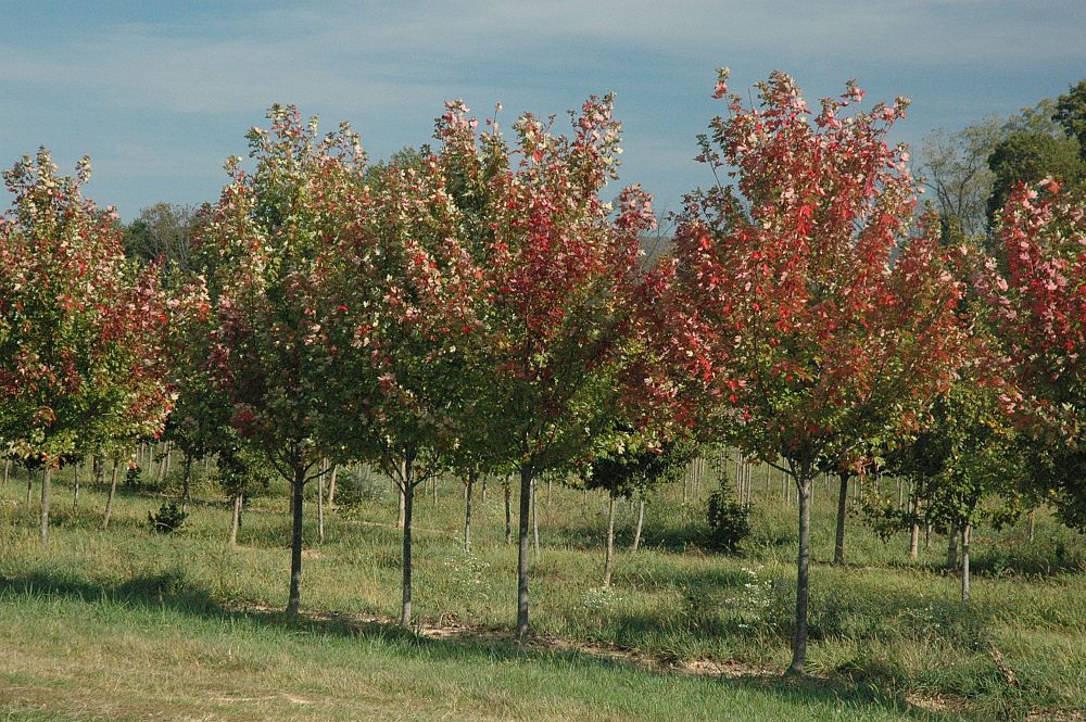 acer-rubrum-franksred-red-sunset-reg-maple