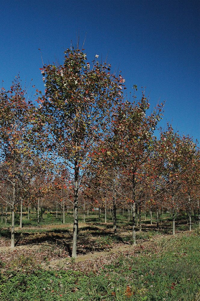 acer-rubrum-franksred-red-sunset-reg-maple