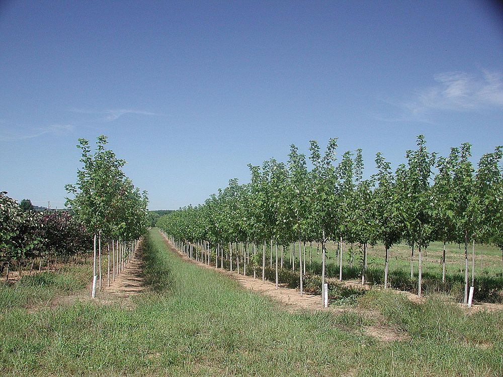 acer-rubrum-franksred-red-sunset-reg-maple
