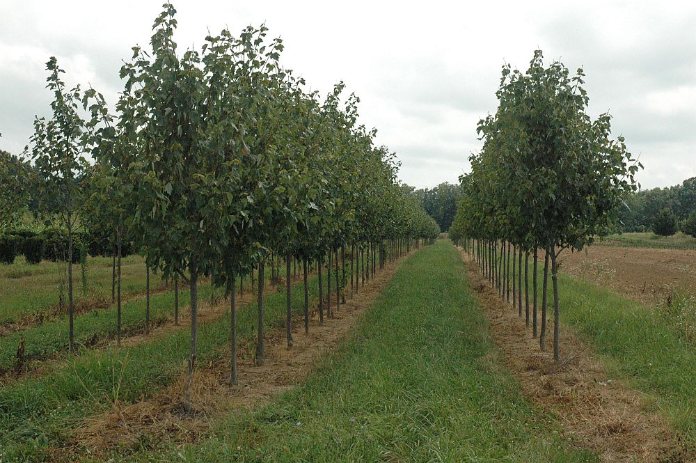 acer-rubrum-franksred-red-sunset-reg-maple