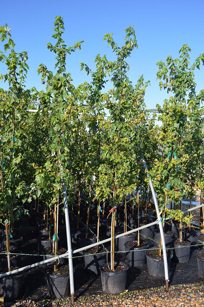 acer-rubrum-franksred-red-sunset-reg-maple