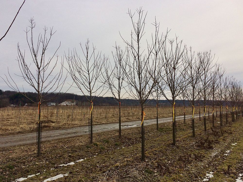 acer-rubrum-franksred-red-sunset-reg-maple