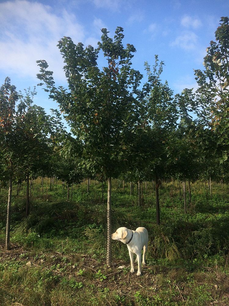 acer-rubrum-franksred-red-sunset-reg-maple