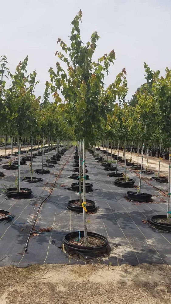 acer-rubrum-franksred-red-sunset-reg-maple